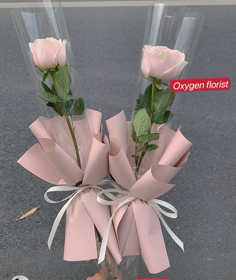 Single pink rose